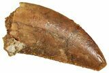 Raptor Tooth - Real Dinosaur Tooth #371479-1